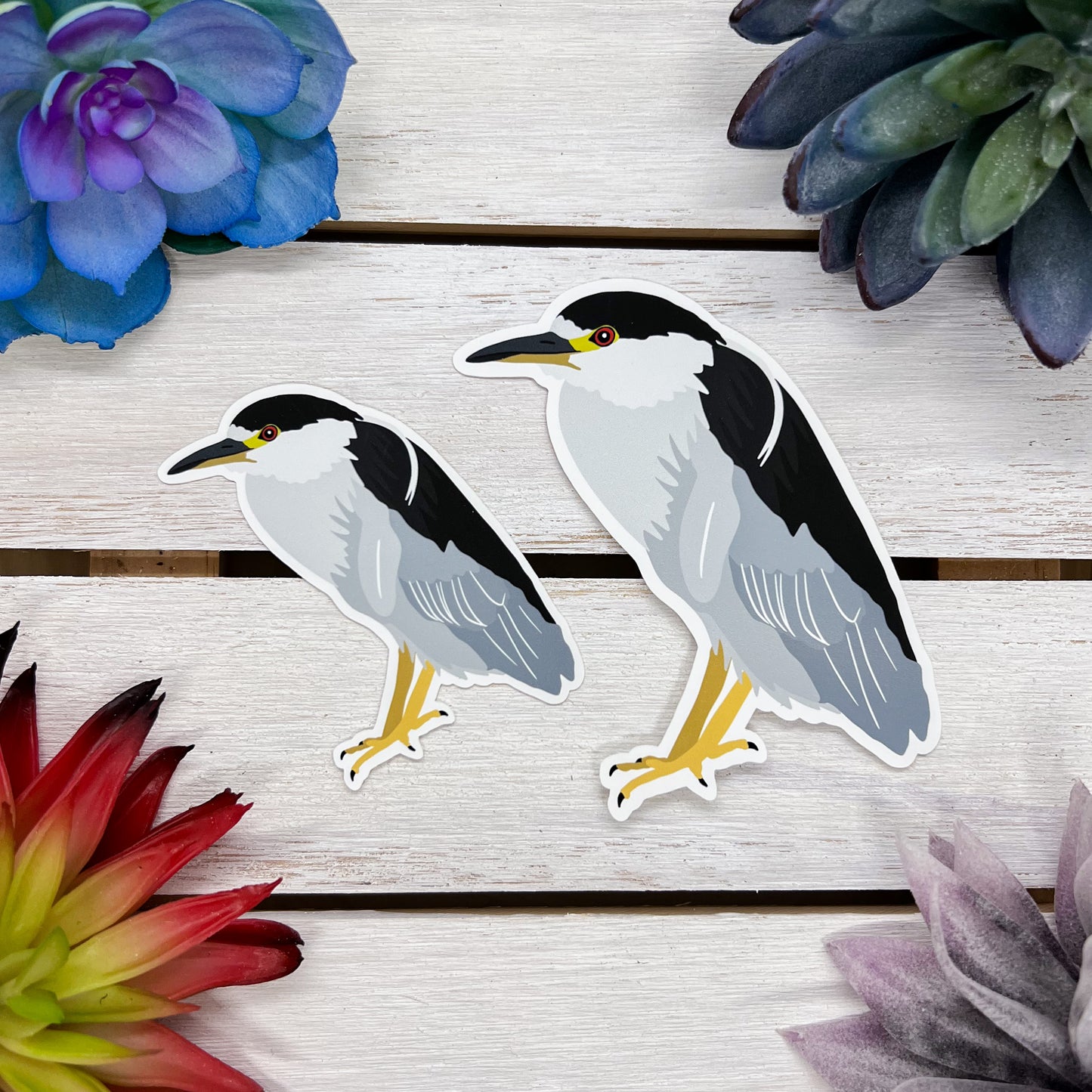 Black Crowned Night Heron Sticker