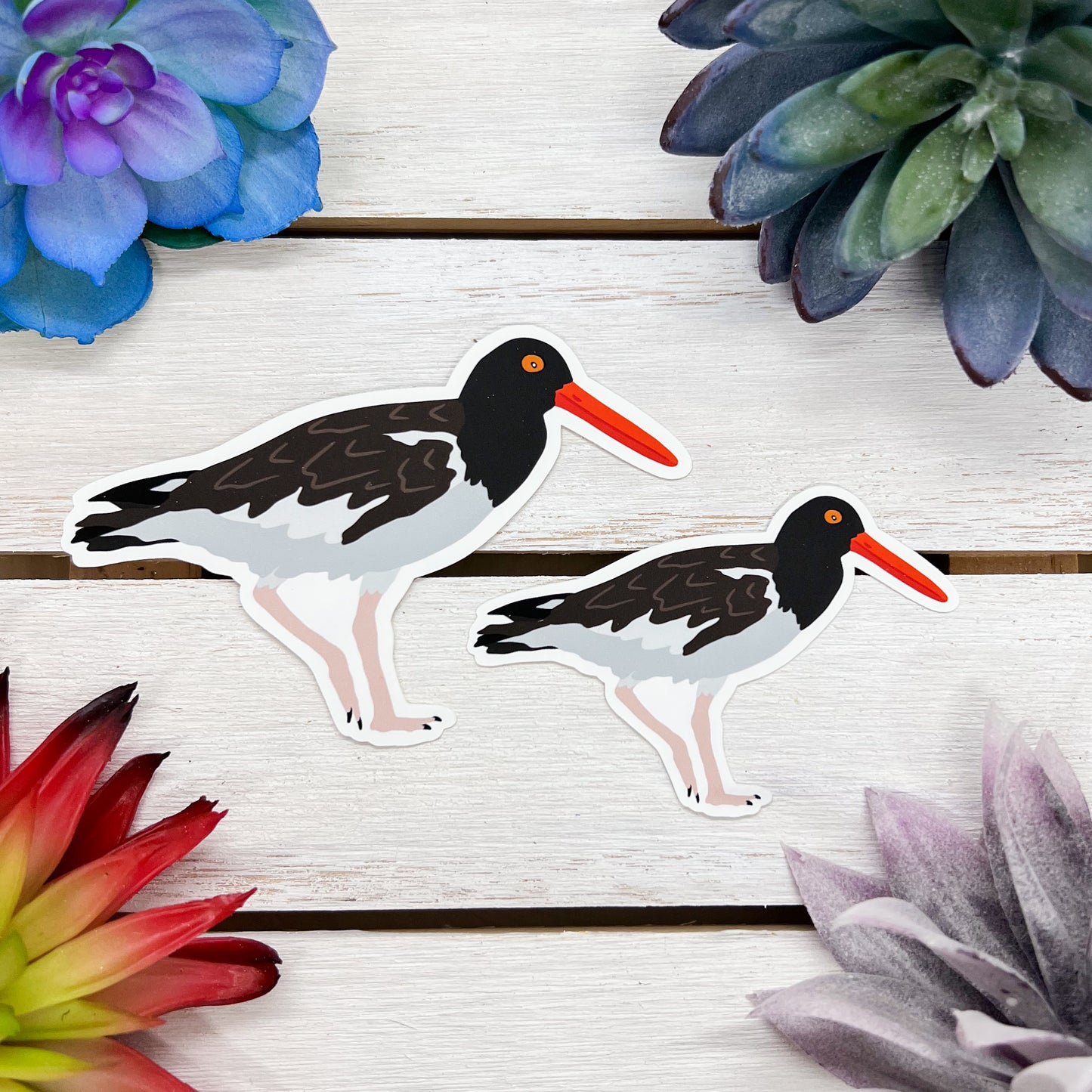 Oystercatcher Sticker