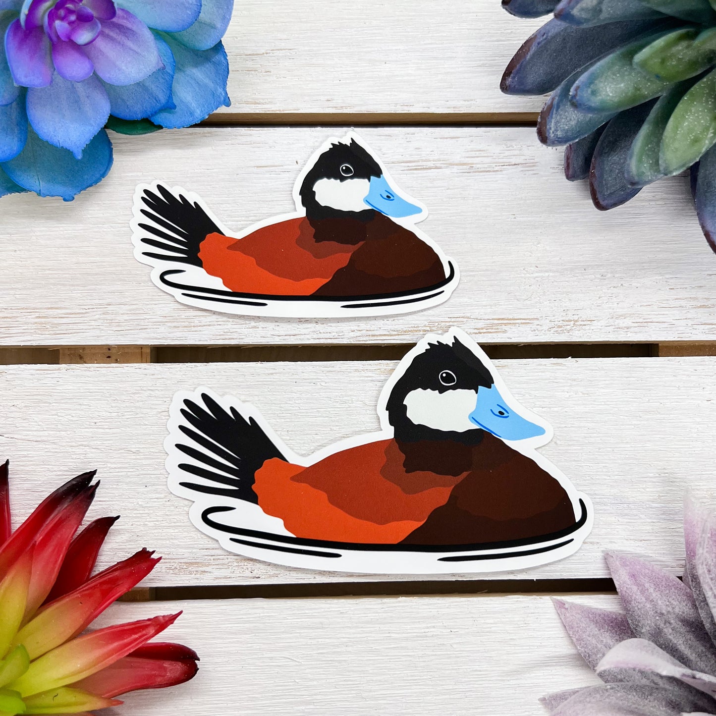 Ruddy Duck Sticker