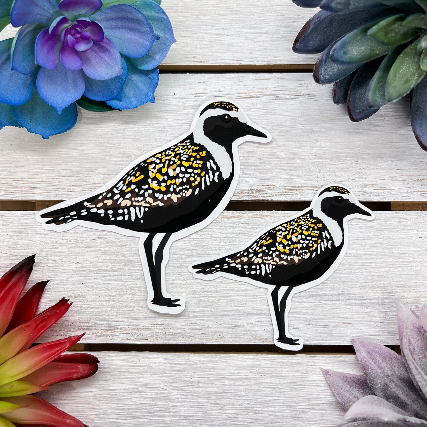 American Golden Plover Sticker