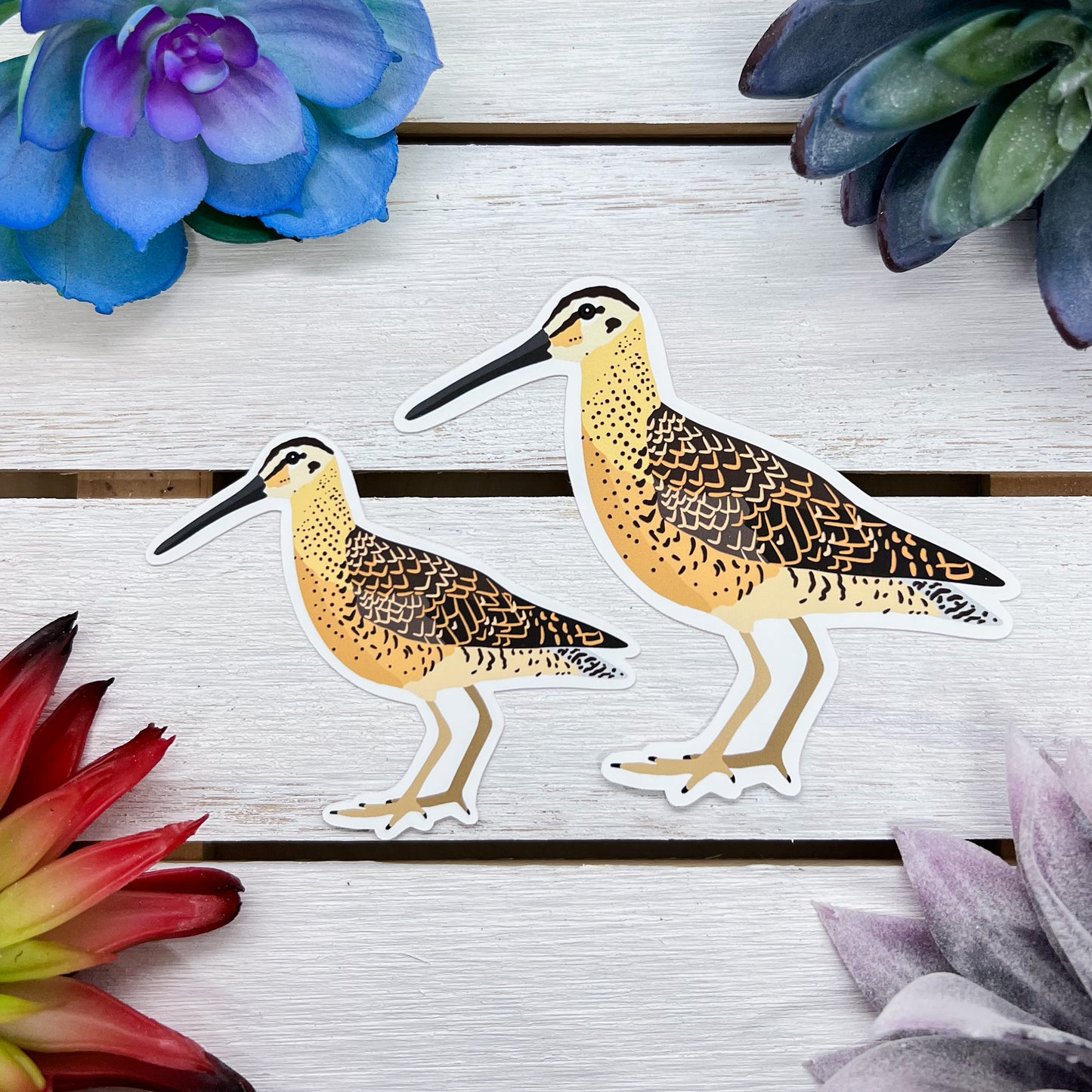 Dowitcher Sticker