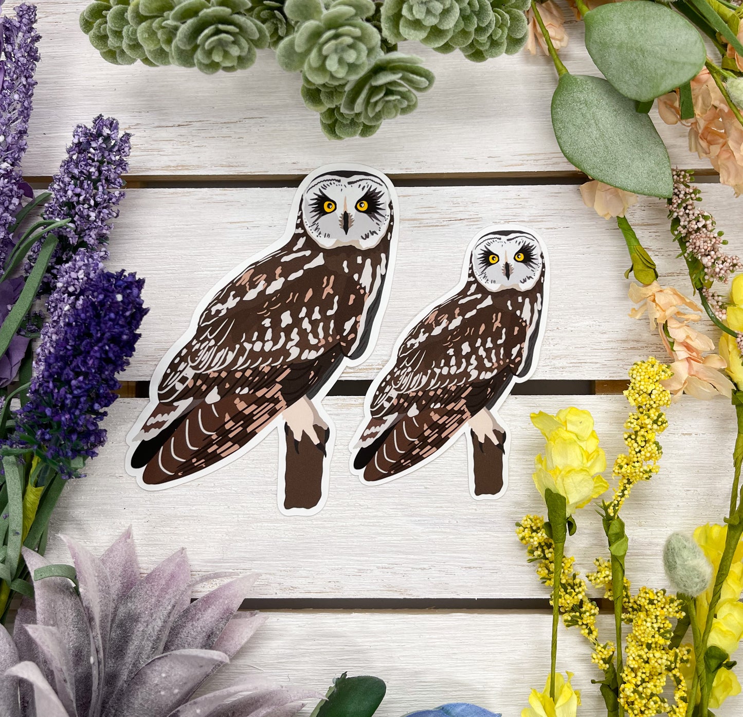 Short Eared Owl Sticker