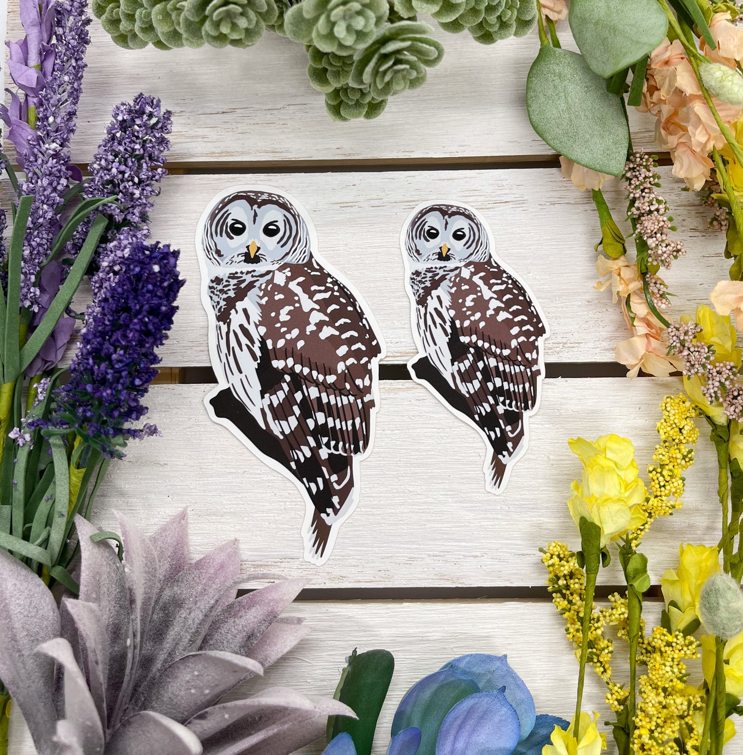 Barred Owl Sticker