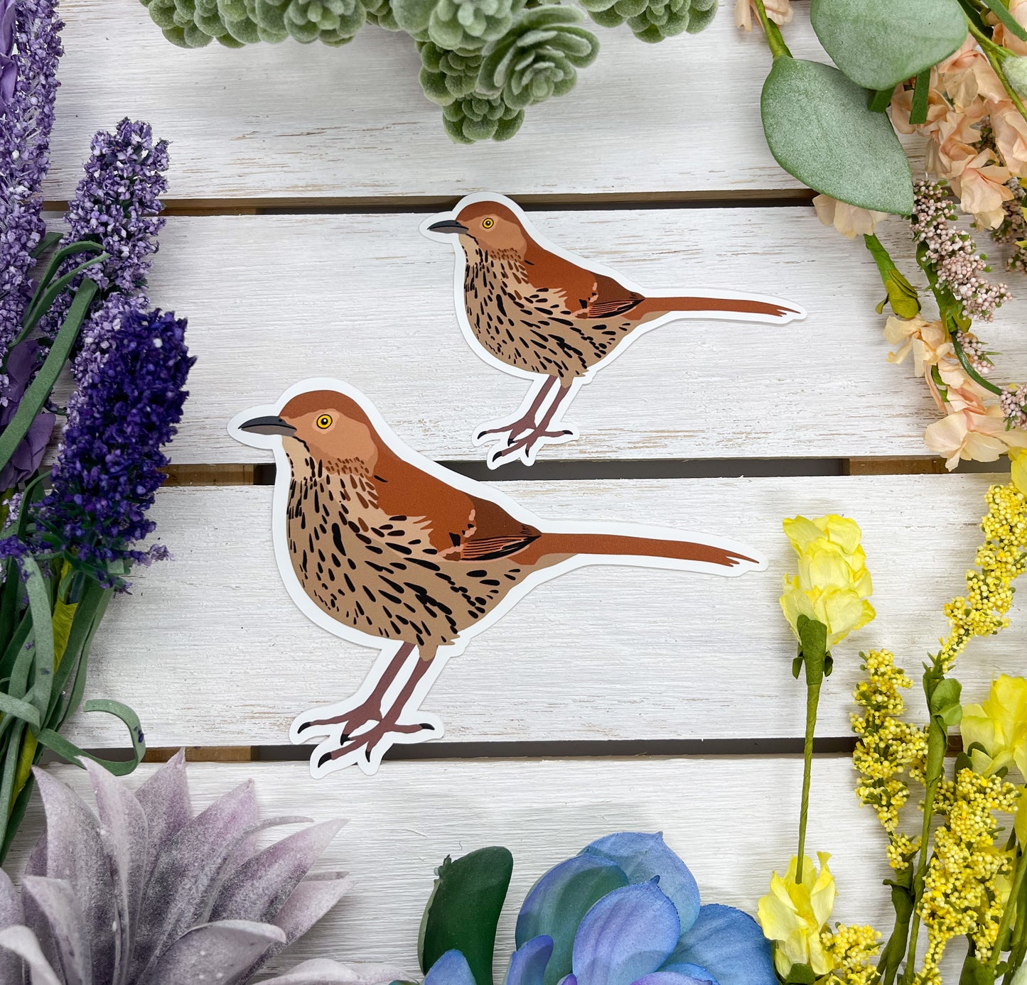 Brown Thrasher Sticker