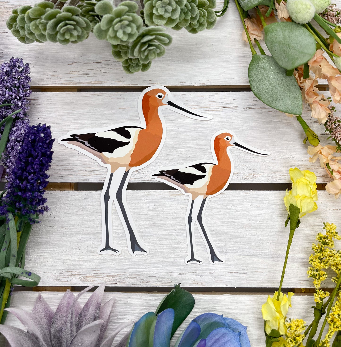 American Avocet Sticker