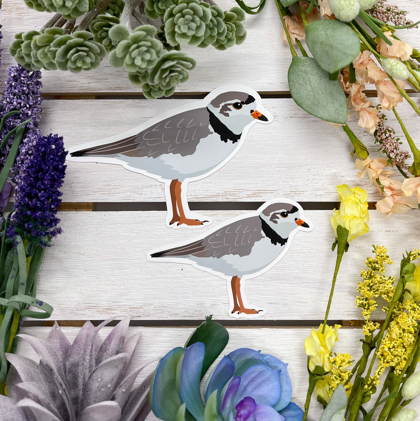 Piping Plover Sticker