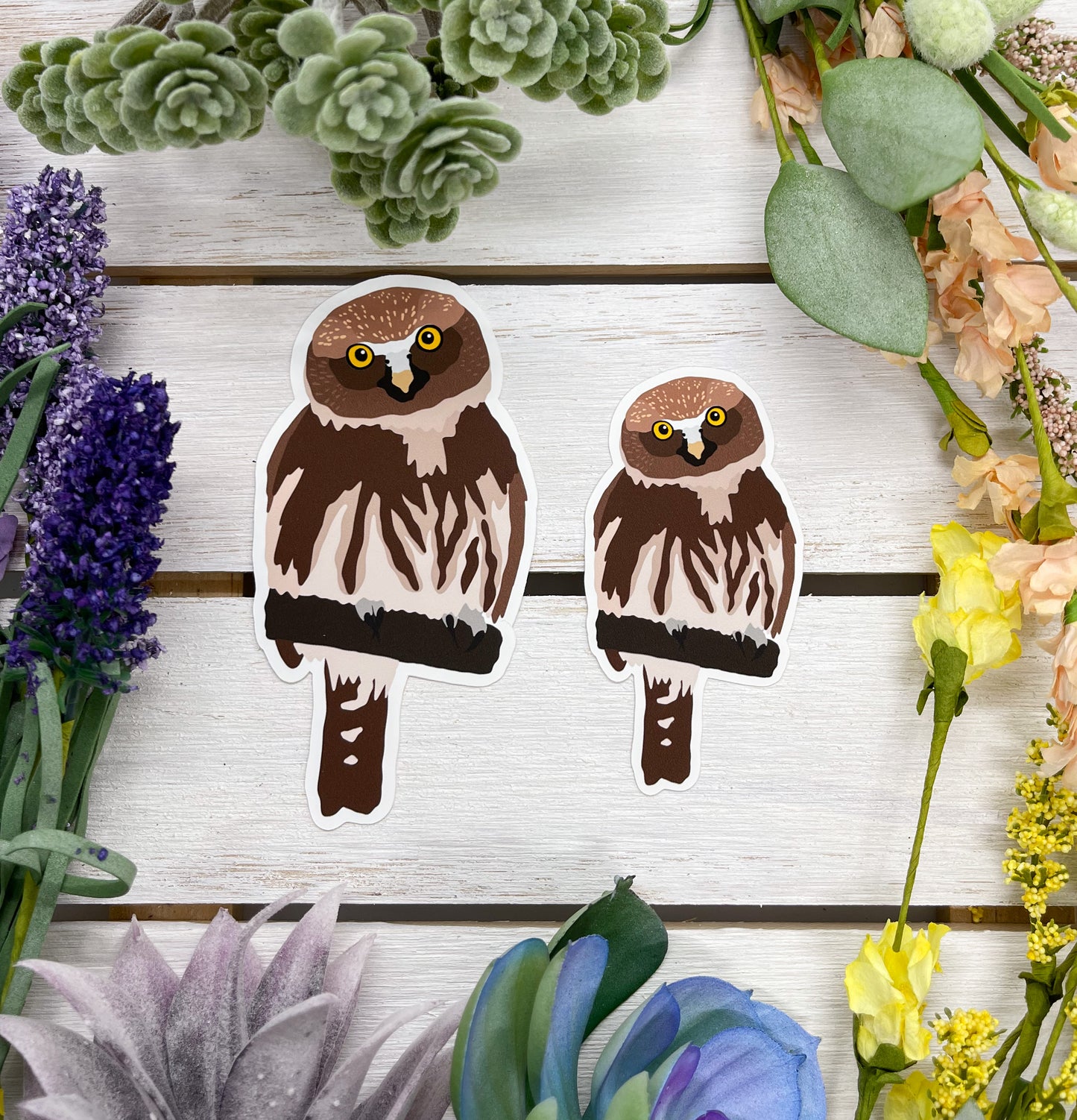 Pygmy Owl Sticker