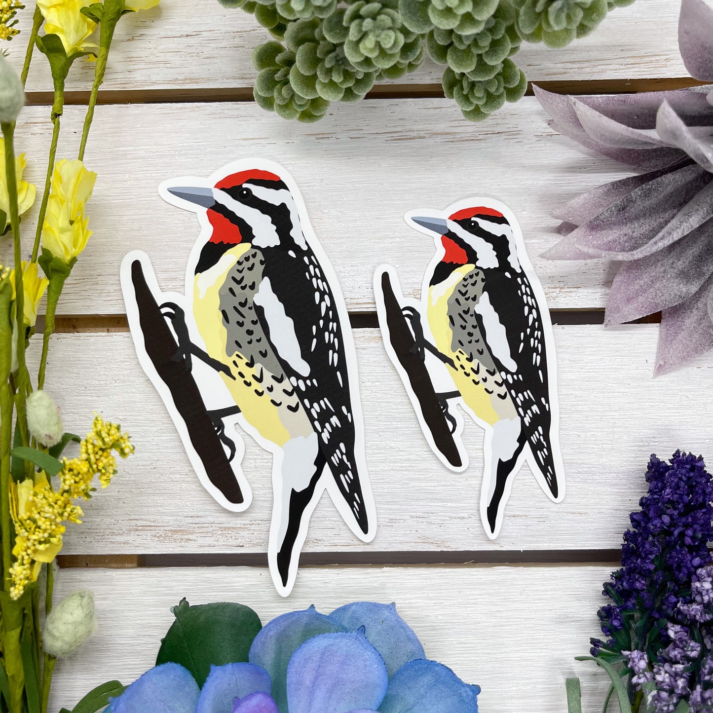 Yellow Bellied Sapsucker Sticker