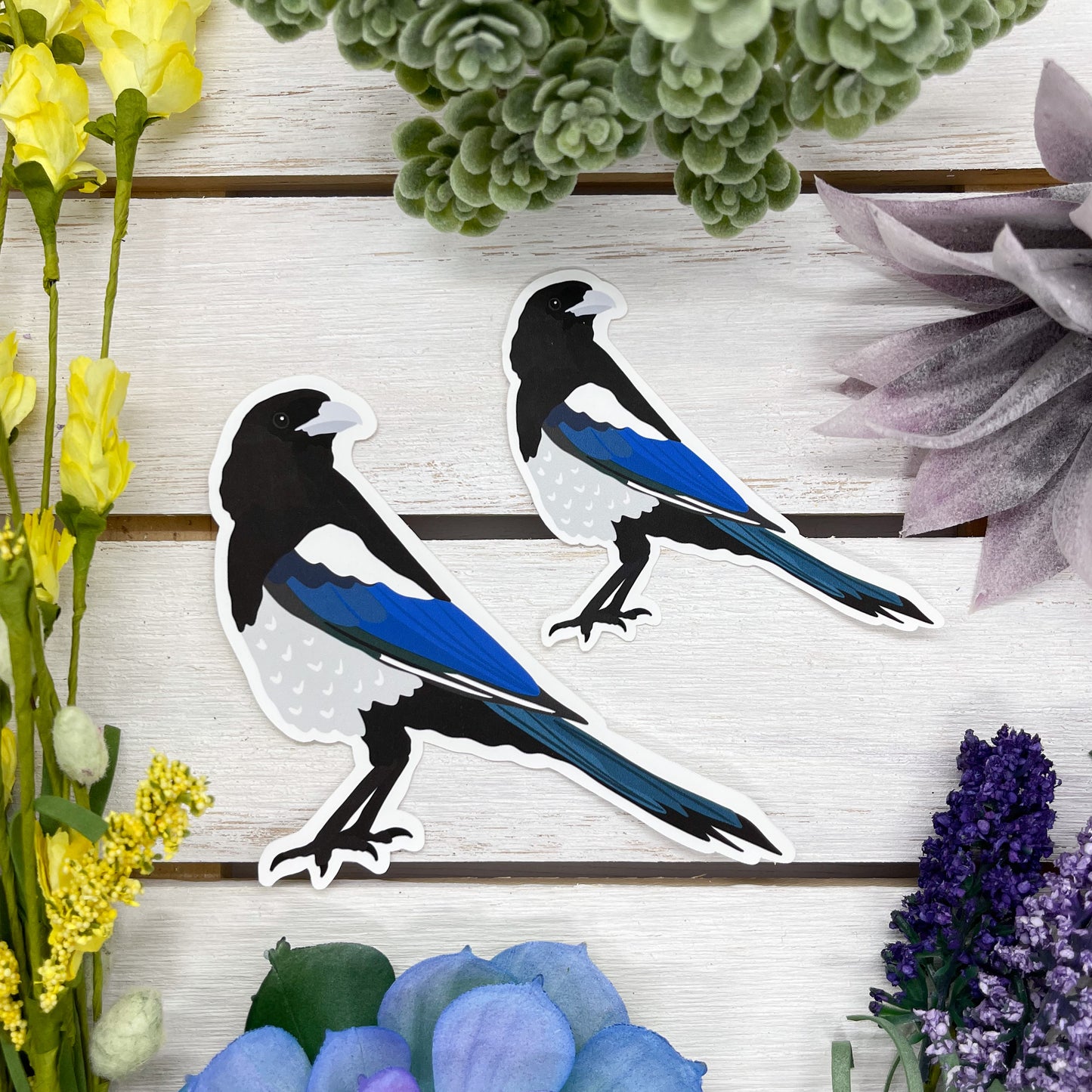 Black Billed Magpie Sticker