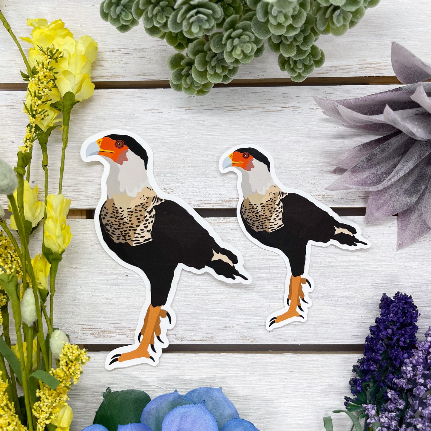 Crested Caracara Sticker