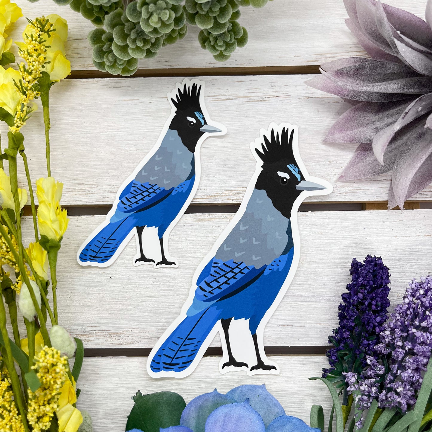 Steller's Jay Sticker