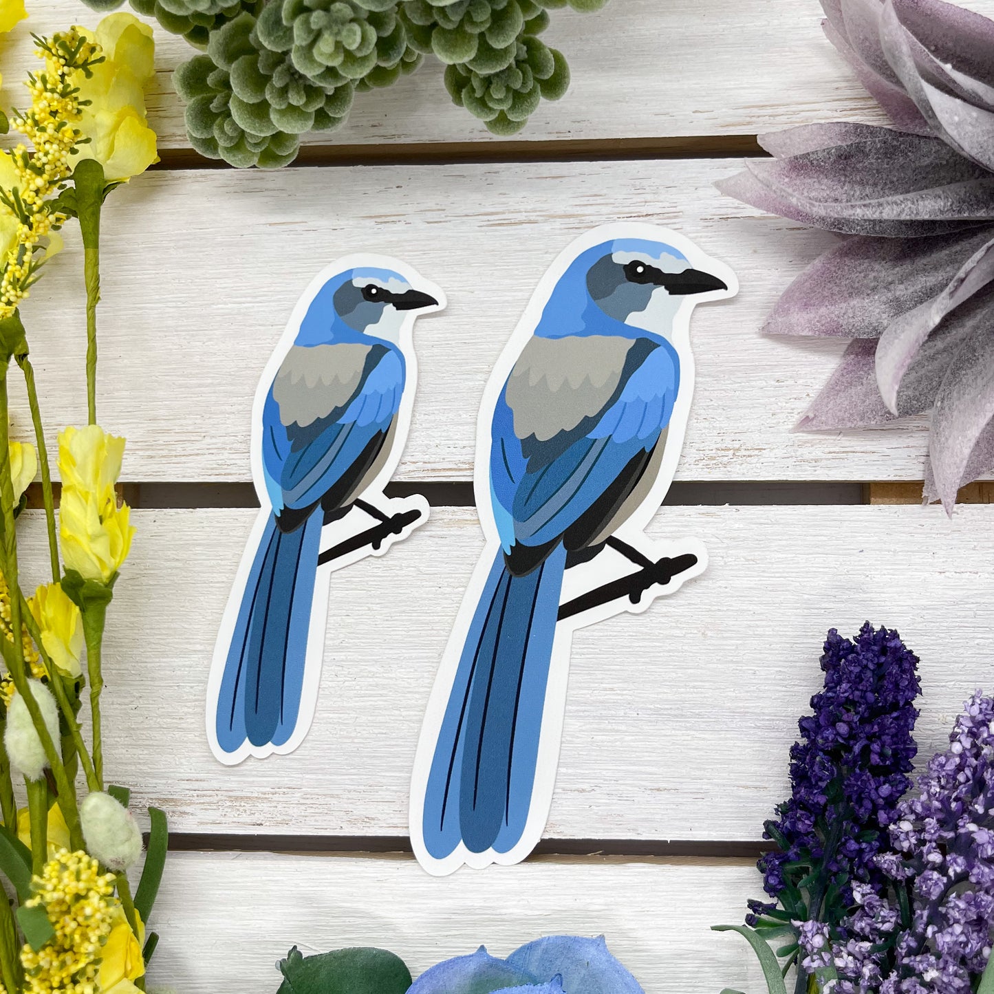 California Scrub Jay Sticker