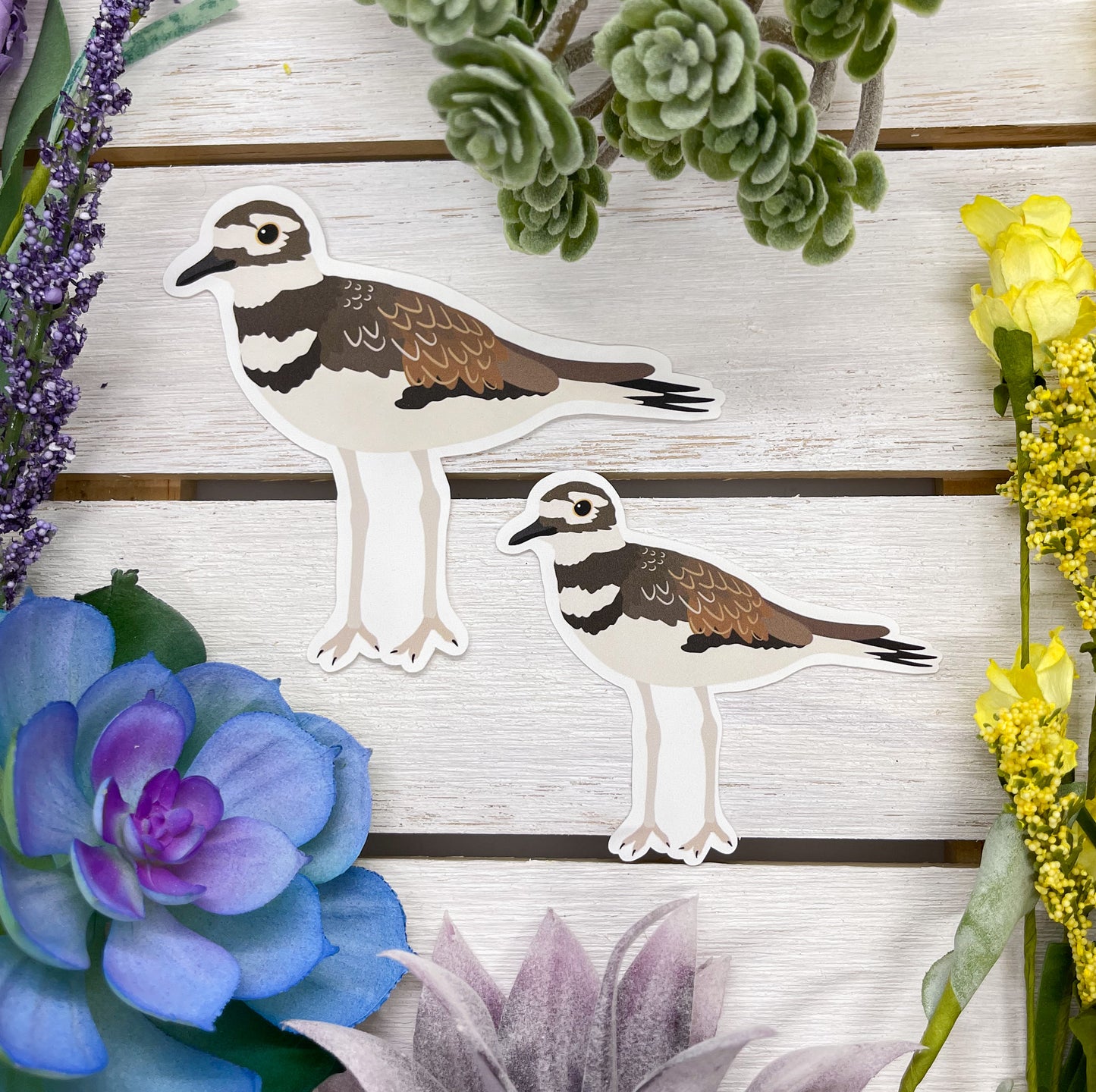 Killdeer Sticker