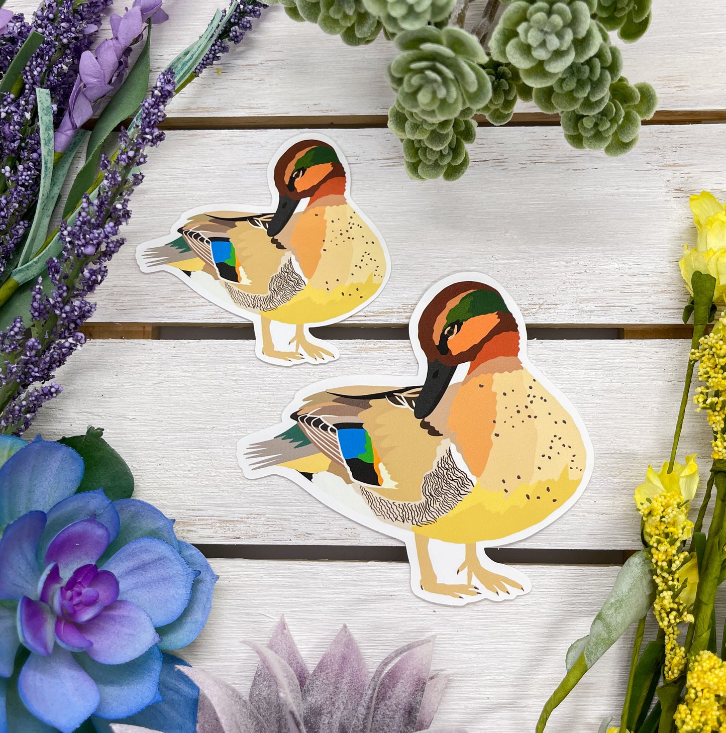 Green Winged Teal Sticker