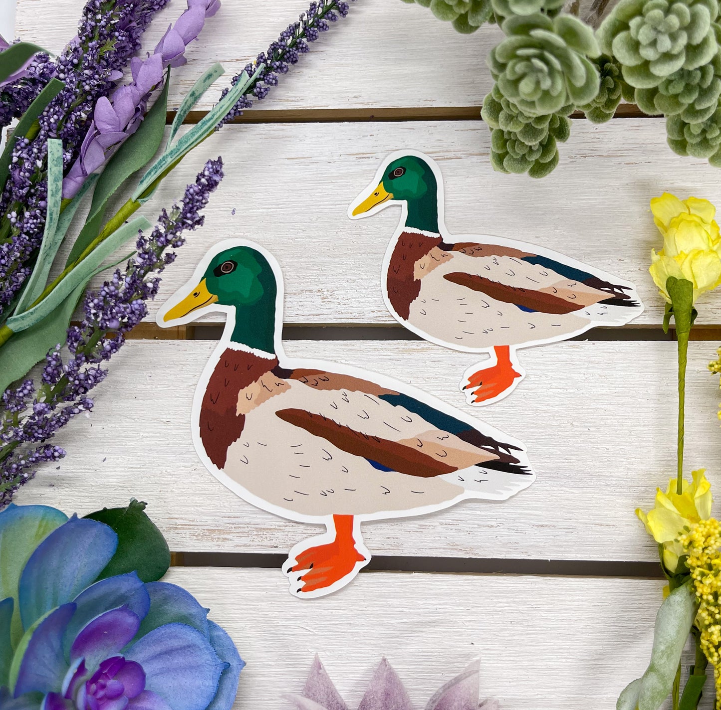 Mallard Sticker