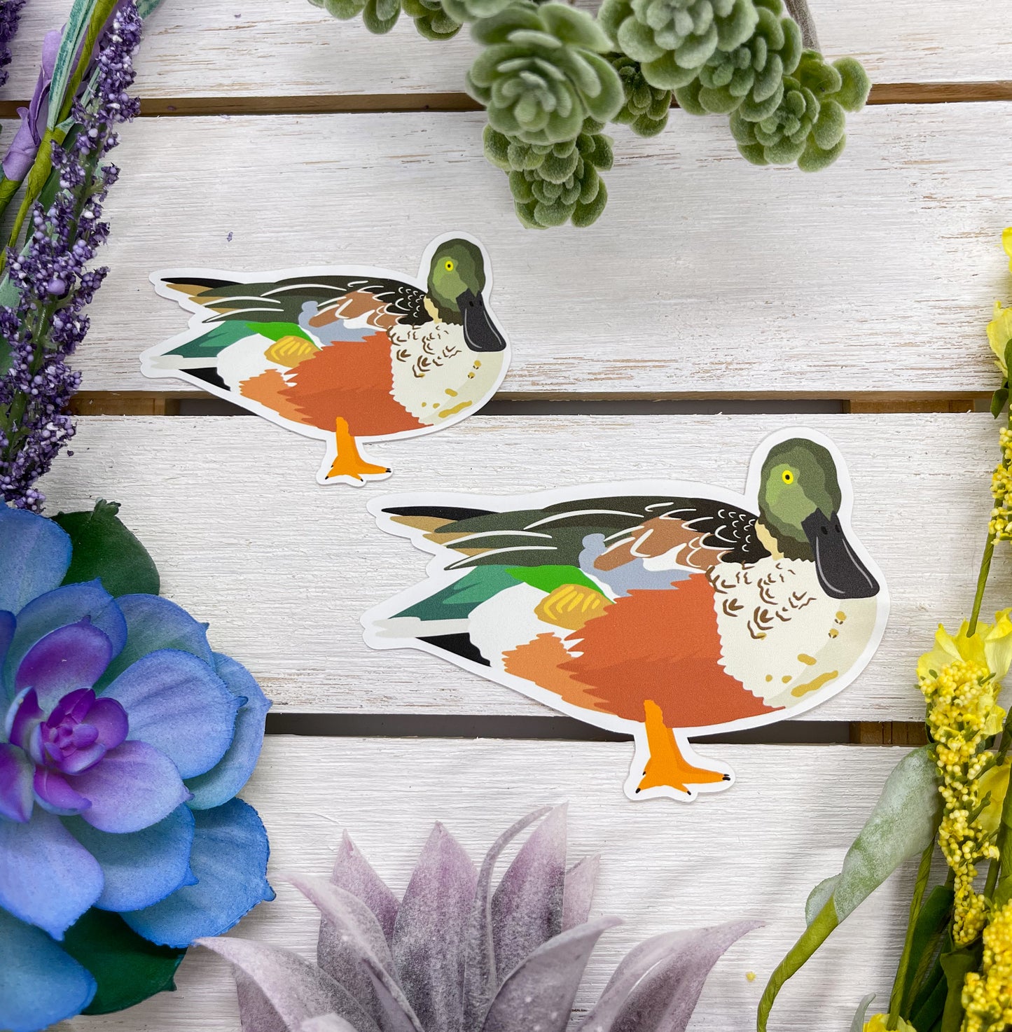 Northern Shoveler Sticker